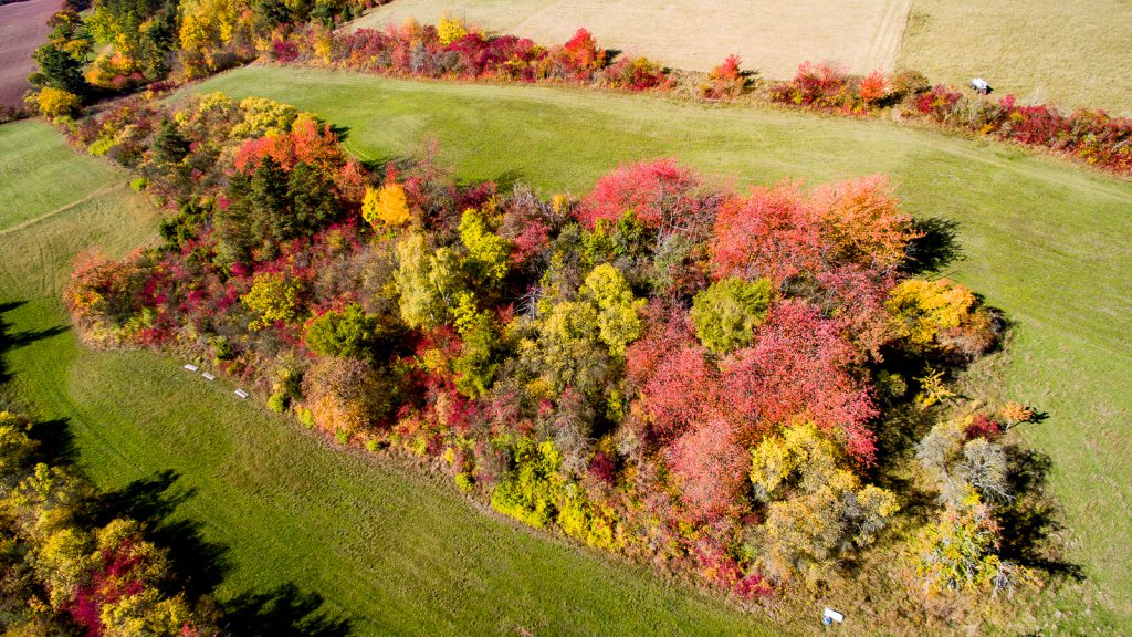 herbst